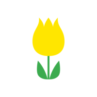 Cute yellow tulip