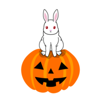 Halloween pumpkin and white rabbit