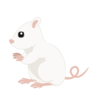 White rat (horizontal)
