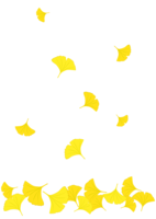 Scattered ginkgo (white background)