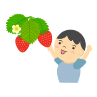 Boy picking strawberries