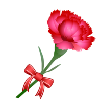 Carnation with ribbon