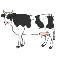荷斯坦奶牛