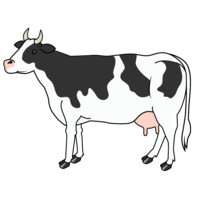 Dairy cow