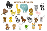 Animal English teaching materials