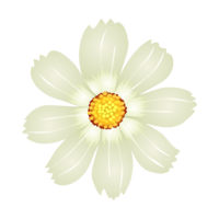 白色コスモスの花