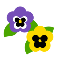 Cute purple and yellow pansies