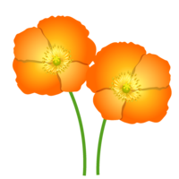 Orange poppy