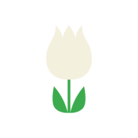Cute white tulip