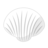 白色双壳贝贝壳
