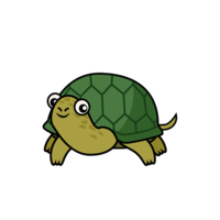 Turtle seen from the front