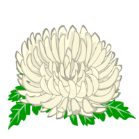 白の菊