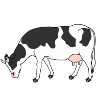 Dairy cow eating grass