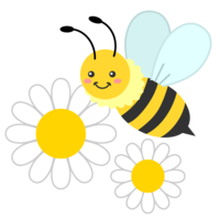 蜜蜂和玛格丽特花