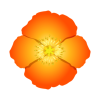オレンジポピーの花
