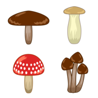 4 kinds of mushrooms