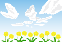 Dandelion flower and early spring sky