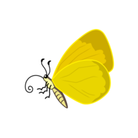 Eurema serrata (horizontal)