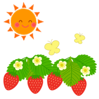 太陽とイチゴ