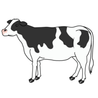 Cow without horns