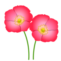 粉红色的罂粟花