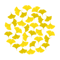 Ginkgo leaf circle