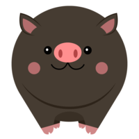 plump black pig