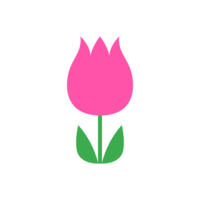 Cute pink tulip