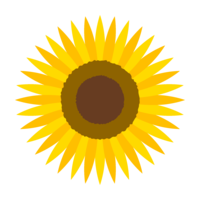 Simple sunflower flower