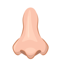 Male nose