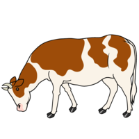 Brown-patterned cow eating grass