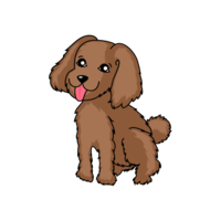 Brown Toy Poodle