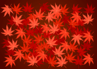 一面の紅葉