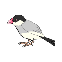 Java sparrow