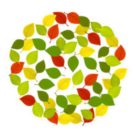 Colorful leaf circle