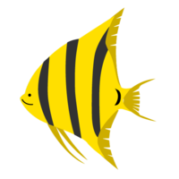Cute Altum Angelfish