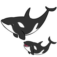 Parent and child killer whale