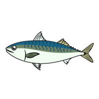 Blue mackerel