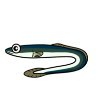 Eel