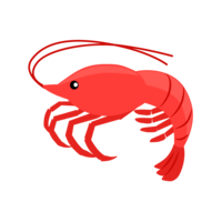 Cute shrimp