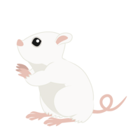 見上げる白鼠(横)