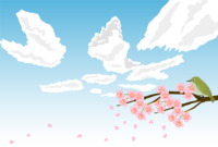 Cherry blossoms and spring sky