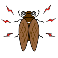 Cicada