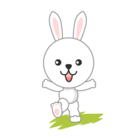 Rabbit frolicking