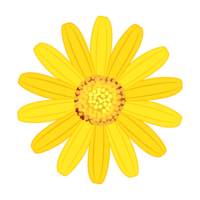 黄色マーガレットの花