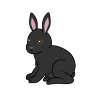 Black rabbit