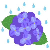 Hydrangea and rain