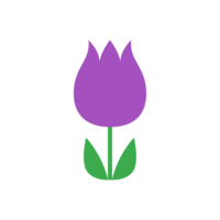 可愛い紫チューリップ