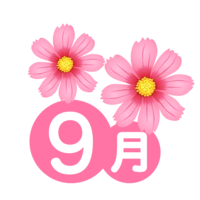 コスモス花お9月