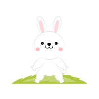 Cute rabbit